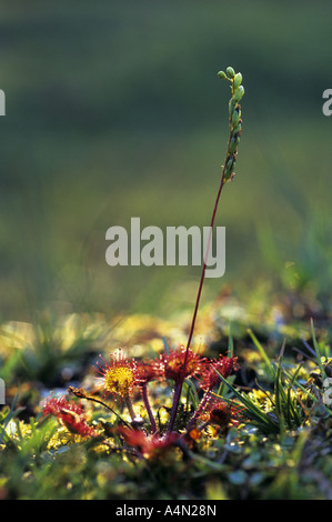 Sonnentau Drosera Rotundifolia Runde Winterlinde Stockfoto