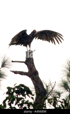 Silhouette der Bussard im Regen Stockfoto