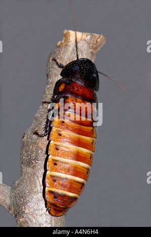 Madagaskar Zischen Schabe Gromphadorhina Portentosa in einem Klassenzimmer. Stockfoto