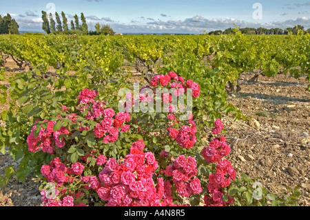 blühende Rosen an der Grenze eines Weinbergs in Südfrankreich Provence Stockfoto