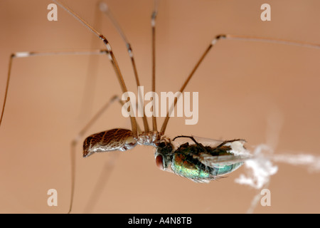 Eine Daddy Langbein-Spinne (Pholcus Phalangioides) Essen eine Stubenfliege im Netz gefangen. Stockfoto