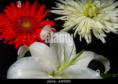 Rote Chrysanthemen weiße Cala Lily und weißen Gerber täglich in Wasser Stockfoto