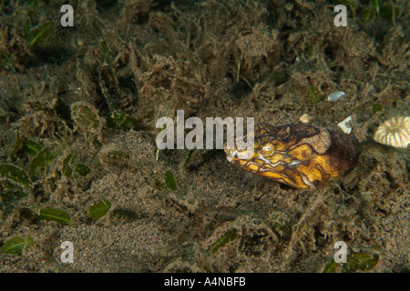 nm0837 D CLOWN SNAKE EEL Ophichthus Bonaparti auch genannt Napoleon Indonesien Indo Pazifik Copyright Brandon Cole Stockfoto