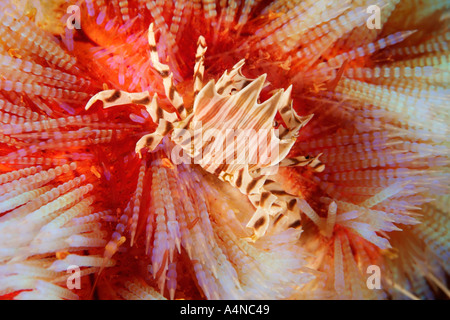 nm0043 D ZEBRA Krabbe Zebrida Adamsii ON FIRE SEA URCHIN Indonesien Indo Pazifik Copyright Brandon Cole Stockfoto