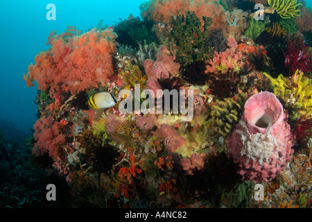 nm0264 D Korallenriff mit weichen Korallen SEELILIEN und Schwämme Indonesien Indo Pazifik Copyright Brandon Cole Stockfoto