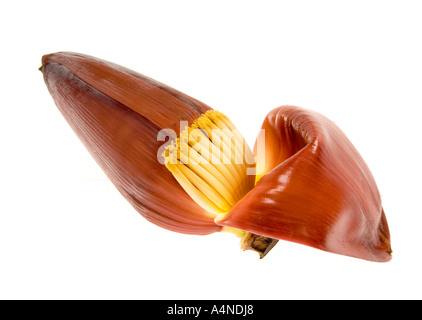 MAKRO Makro Banane Blume Blüte von Singapur Singapur Gomba Blütenknospe rot gelben Körper Figur Stockfoto