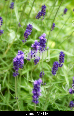 Nahaufnahme von Lila Lavendel Stockfoto