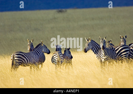 Herde von wilden Zebras Chyulu Hills Kenia in Ostafrika Kenia Stockfoto