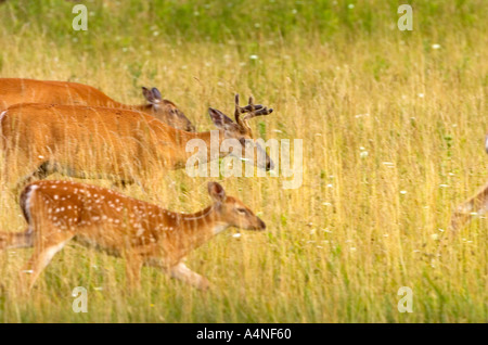 White tailed Deer Odocoileus Virginianus Essen Stockfoto