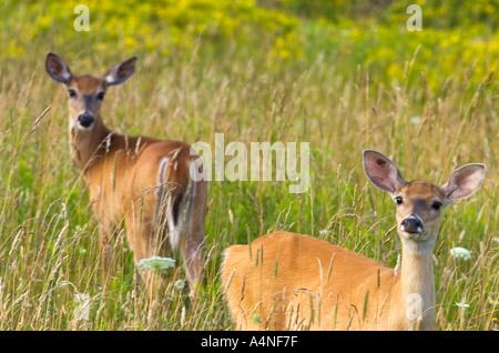 Hirsch in Wiese Stockfoto