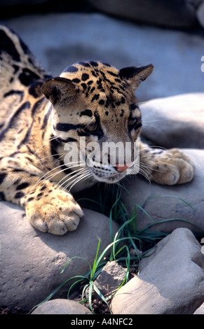 der markante und exquisite getrübt Leopard bereitet, auf Beute stürzen Stockfoto