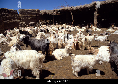 Kaschmirziegen sind in der Nähe von Yining, Provinz Xinjiang, in Nord-West-China gezüchtet. Stockfoto