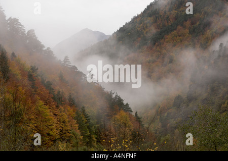 Herbstliche Ansicht der Laubwald im Varradós-Tal, Aran Tal Pyrenäen Spanien Stockfoto