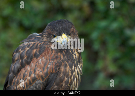 Amerikanischen Harris Hawk verwendet in Falknerei Spanien kontrollierten Bedingungen Stockfoto