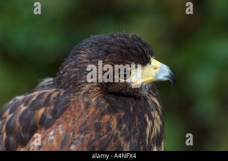 Amerikanischen Harris Hawk verwendet in Falknerei Spanien kontrollierten Bedingungen Stockfoto