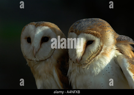 Schleiereule Chouette Effraie Lechuza Tyto Alba kontrollierten Bedingungen Spanien Stockfoto