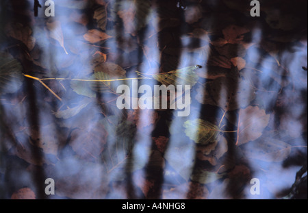 Baum Schatten über Laub im Sumpf Wasser Stockfoto