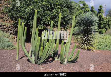 Euphorbia Canariensis oder Kanarische Wolfsmilch in Drago Volkskunde Park-Teneriffa-Kanarische Inseln-Spanien Stockfoto