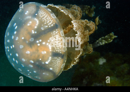 Quallen Mastigias sp Palau Mikronesien Stockfoto