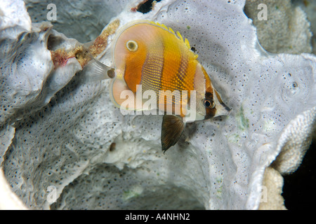 Orange gebändert Coralfish Coradion Chrysozonus innen Vase Schwamm Jake s Wasserflugzeug Palau Mikronesien Stockfoto