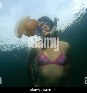 Schnorchler beobachtet aufmerksam die stachellosen Quallen Mastigias sp Jellyfish Lake Palau Mikronesien Stockfoto