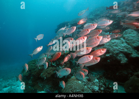 Sichelförmige Rute Großaugenthun Priacanthus Hamrur Schulbildung Ulong Kanal Palau Mikronesien Stockfoto