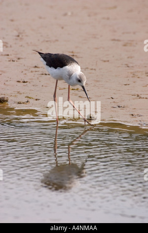 Pied Stilt Fütterung am Wasser s Rand Stockfoto