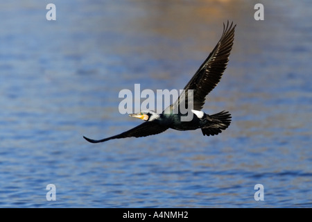 Kormoran Phalacrocorax Carbo im Flug mit Verschachtelung materielle Paxton Gruben cambridgeshire Stockfoto