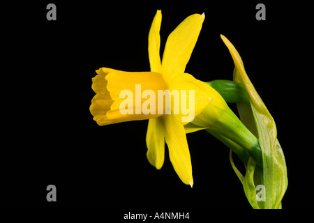 Narzisse mit dunklen Hintergrund Potton Bedfordshire entschärfen Stockfoto