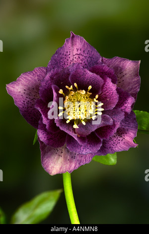 Helleborus Orientalis hügeliger Doppel Mischform mit schön der Fokus Hintergrund Potton bedfordshire Stockfoto