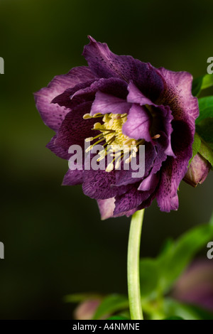 Helleborus Orientalis hügeliger Doppel Mischform gegen dunklen Hintergrund Potton Bedfordshire entschärfen Stockfoto