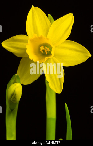 Narzisse Blume vor Einbruch der Dunkelheit zu entschärfen Hintergrund Potton bedfordshire Stockfoto