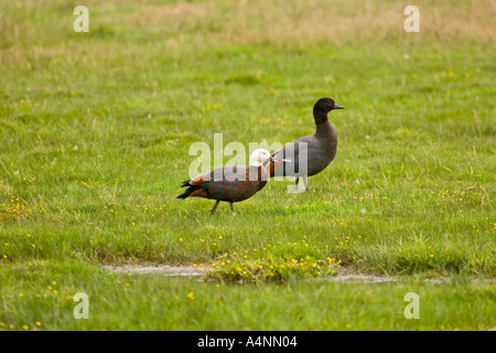 Paar Paradies Brandgans das Weibchen hat den weißen Kopf Stockfoto