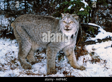 Kanada Lynx Lynx canadensis Stockfoto