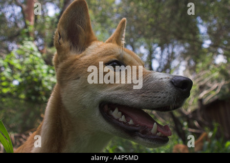 Dingo, Canis Lupus dingo Stockfoto