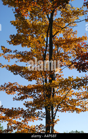Michigan Herbst Farbe Glanz Stockfoto