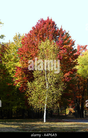 Michigan Herbst Farbe Glanz Stockfoto