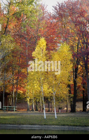 Michigan Herbst Farbe Glanz Stockfoto