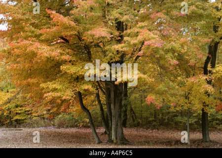 Michigan Herbst Farbe Glanz Stockfoto
