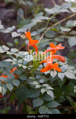 Im Rainbow Springs State Park in der Nähe von Dunnellon, Florida, USA, blühen Geißblatt mit grünem Laub Stockfoto