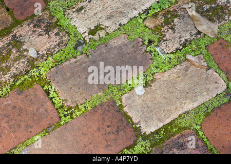 Ziegelsteine in einem einheitlichen Muster mit grünem Moos, das aus Rissen wächst, bilden einen Fußweg im Rainbow Springs State Park in der Nähe von Dunnellon Florida, USA Stockfoto