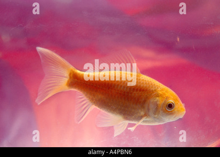 Stock Foto Goldfisch im Goldfischglas PR CL Stockfoto