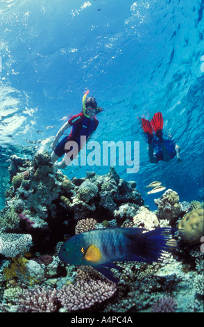 Schnorchler mit Broomtail Lippfisch Stockfoto