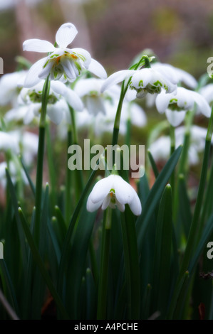 GALANTHUS NIVALIS Schneeglöckchen gegen Licht Stockfoto