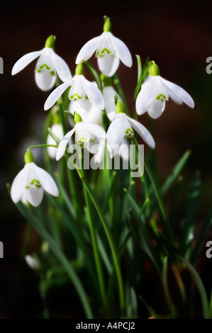 GALANTHUS NIVALIS Schneeglöckchen vor einem dunklen Hintergrund Stockfoto