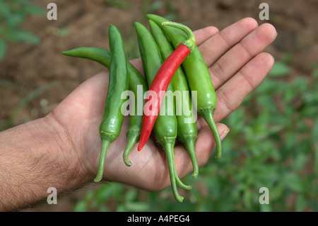 ANG77668 grüne und rote Chilischoten frisch gepflückt aus den Bereichen auf eine Handfläche Andhra Pradesh, Indien Stockfoto