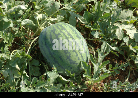 ANG77727 Obst Wassermelonen wachsen in den Bereichen botanische Name Citrullus Vulgaris Familie Cucurbitaceae Stockfoto