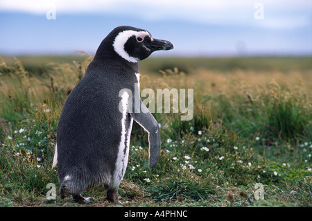 Pinguinkolonie Seno Otway Punta Arenas Patagonien Chile Südamerika Stockfoto