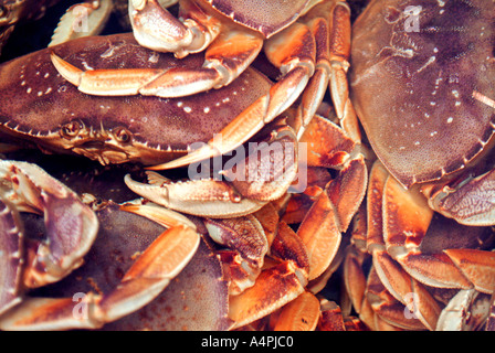 Nahaufnahme von frischen live Krabben am Fischmarkt Stockfoto