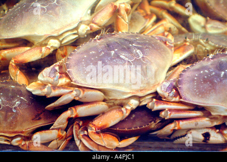 Nahaufnahme von frischen live Krabben am Fischmarkt Stockfoto